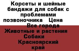 Корсеты и шейные бандажи для собак с проблемами позвоночника › Цена ­ 2 500 - Все города Животные и растения » Собаки   . Красноярский край